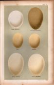 Merganser Teal Sheldrake Garganey Duck Eggs Victorian Antique Print-16.