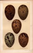 Herring, Iceland, Lesser Black, Gull Bird Eggs Victorian Antique Print-33.