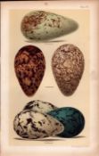 Guillemot Bird Eggs Victorian Antique Coloured Print-25.