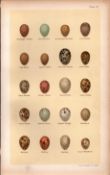 Sedge, Aquatic, Reed, Marsh, Warbler Bird Eggs Victorian Antique Print 52.