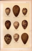 Sandpiper, Ruff, Godwit, Bird Eggs Victorian Antique Print 42.