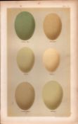 Mallard Pintail Tufted Bird Eggs Victorian Antique Print-13.