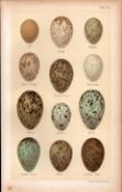 Crow, Jay, Raven, Jackdaw, Rook, Magpie Bird Eggs Victorian Antique Print 55.