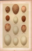 Crake Cool Grebe Hen Rail Bird Eggs Victorian Antique Print-22.