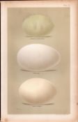 Goose & Flamingo Bird Eggs Victorian Antique Print-11.