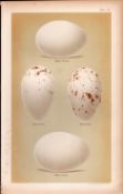 Black White Stork Spoonbill Bird Eggs Victorian Antique Print-18.