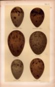 Richardson’s, Buffon’s, Pomerine Skua Bird Eggs Victorian Antique Print-37.