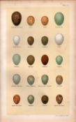 Redstart, Robin, Nightingale, Flycatcher, Bird Eggs Victorian Antique Print 51.
