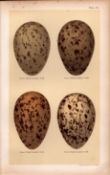 The Great Black Headed Gull Bird Eggs Victorian Antique Print-35.