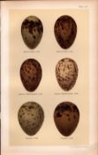 Adriatic, Common, Black Headed Gull Bird Eggs Victorian Antique Print-34.
