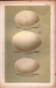 Canada Lesser White Goose Bird Eggs Victorian Antique Print-12.
