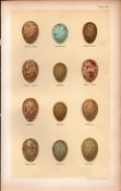 Song, Siberian, Mistle, Blackbird Thrush Bird Eggs Victorian Antique Print 50.
