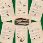Collection 16 Fishing-Flies 1883 Victorian Book Plates