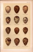 Spotted, Purple, Dunlin, Knott Sandpiper Bird Eggs Victorian Antique Print 43.