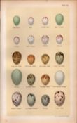 Sparrow, Wren, Startling, Shrike Bird Eggs Victorian Antique Print 54.