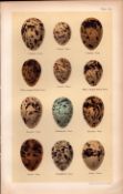Whiskered, Roseate, Artic, Tern Bird Eggs Victorian Antique Print-29.