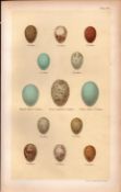Black Billed Great Spotted Yellow Cuckoo Bird Eggs Victorian Antique Print 49.
