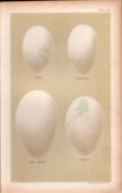 Cormorant Gannet Pelican Shag Bird Eggs Victorian Antique Print-19.