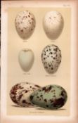 Puffin Auk Guillemot Bird Eggs Victorian Antique Coloured Print-26.