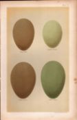 King Eider Steller's Eider Duck Victorian Antique Bird Eggs Print-9
