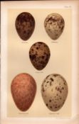 Kittiwake Ivory Glaucous Gull Bird Eggs Victorian Antique Print-32.