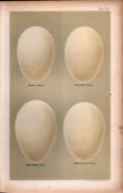 Brent Barnacle Pink Footed Victorian Antique Goose Eggs Print-10.