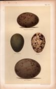 Great, Little, Macqueen’s, Bustard Bird Eggs Victorian Antique Print-23.