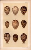 Woodcock, Snipe, Greenshank, Bird Eggs Victorian Antique Print 41.