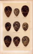 Golden, Killdeer, Dotteral, Grey Plover Bird Eggs Victorian Antique Print 39.