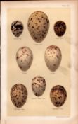 Black, Caspian, Noddy, Sooty, Gull Tern Bird Eggs Victorian Antique Print-31.