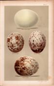 Golden Spotted White Tailed Eagle 1896 Antique Bird Eggs Print-2.