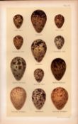 Stint, Redshank, Yellowshank, Bird Eggs Victorian Antique Print 44.