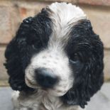 Black and White Cocker Spaniel Puppy Garden or Home Ornament