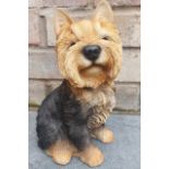 Sitting Yorkshire Terrier