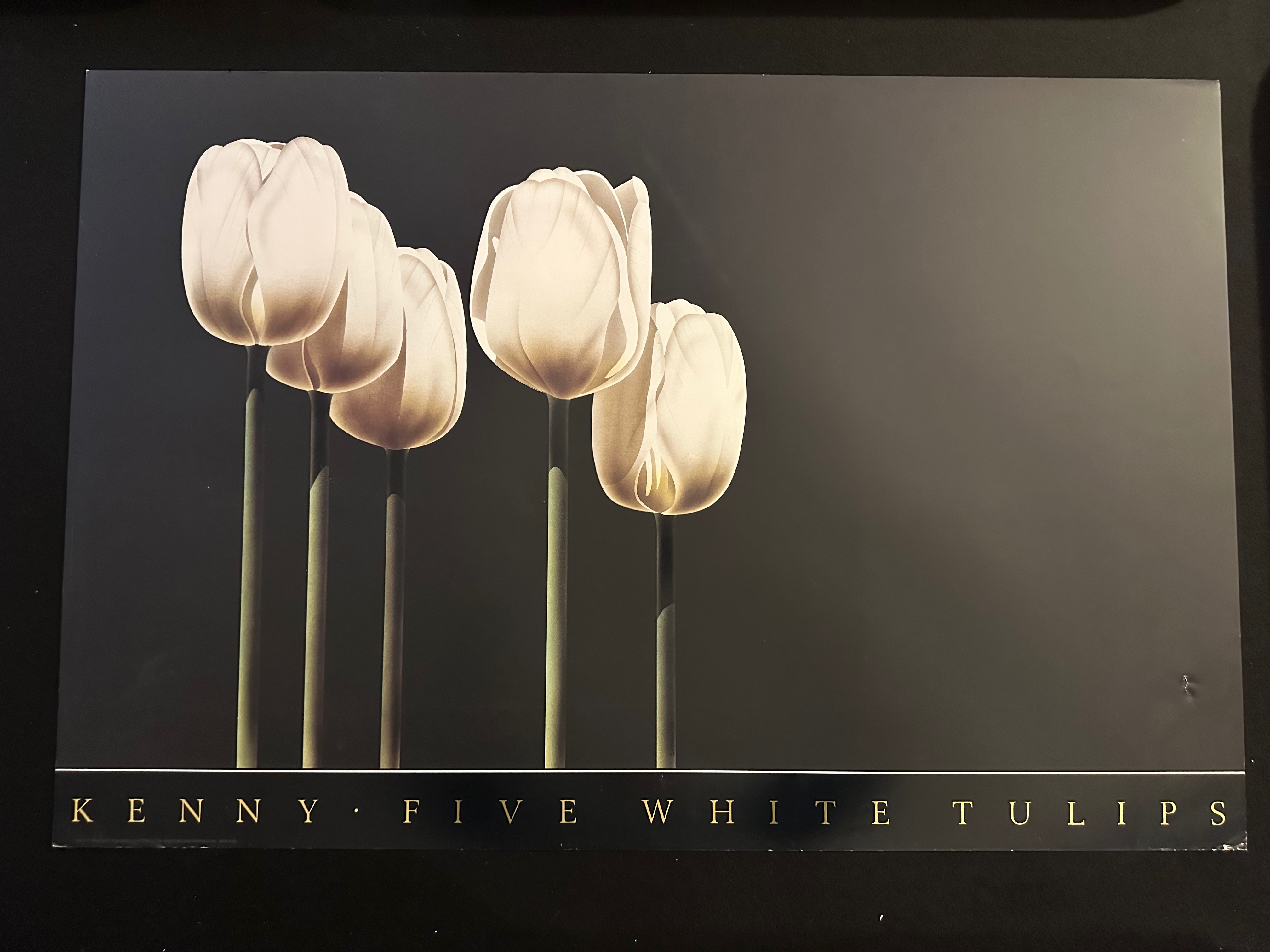 Five White Tulips By Steve Kenny, Bruce McGraw 1986