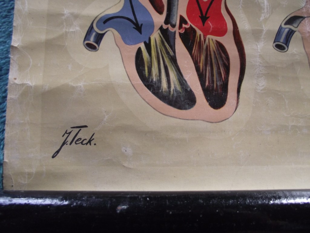 Vintage J. Teck St Johns Anatomical Chart - Circa 1950's - Image 17 of 18