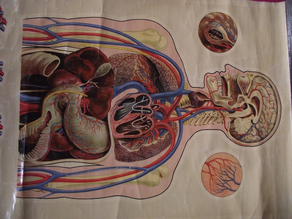 Vintage J. Teck St Johns Anatomical Chart - Circa 1950's - Image 11 of 18