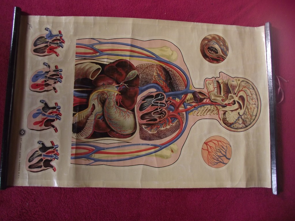 Vintage J. Teck St Johns Anatomical Chart - Circa 1950's