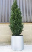 Large Industrial Metal Planter with Artificial Conifer tree. Approx 2.1m tall combined. Rrp £599
