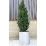 Large Industrial Metal Planter with Artificial Conifer tree. Approx 2.1m tall combined. Rrp £599