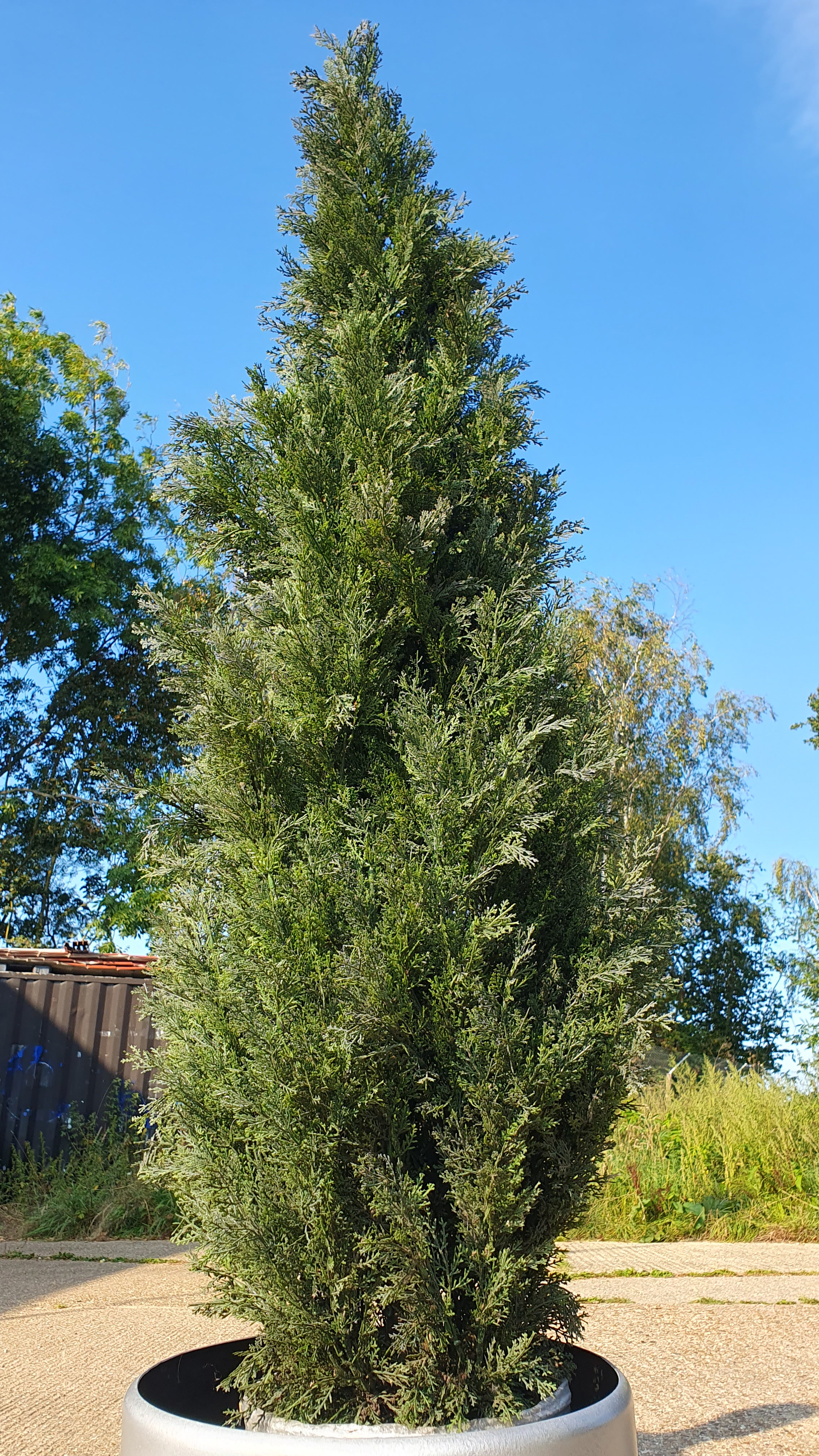 Large Industrial Metal Planter with Artificial Conifer tree. Approx 2.1m tall combined. Rrp £599 - Image 2 of 3