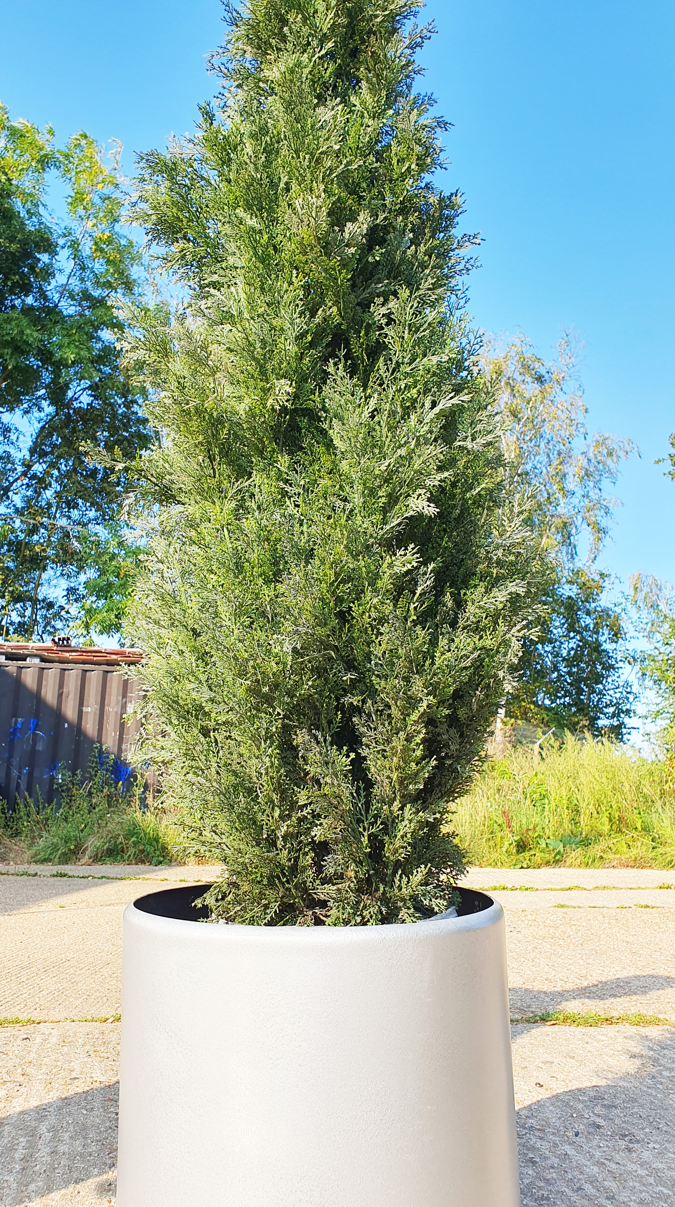 Large Industrial Metal Planter with Artificial Conifer tree. Approx 2.1m tall combined. Rrp £599 - Image 3 of 3