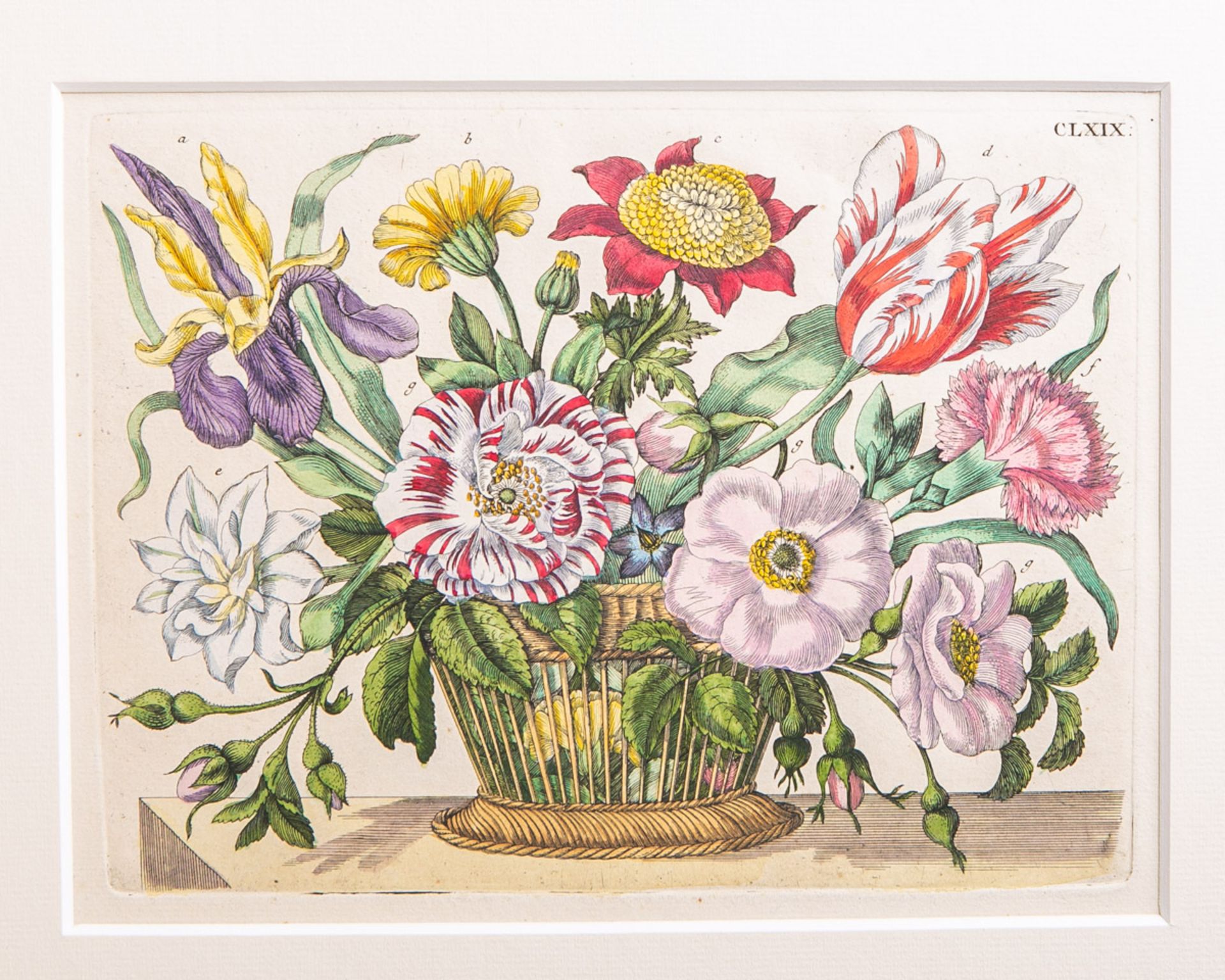 Merian, Maria Sibylla (1647 - 1717), Darstellung aus "Neues Blumenbuch" (um 1680), Blatt CLXIX