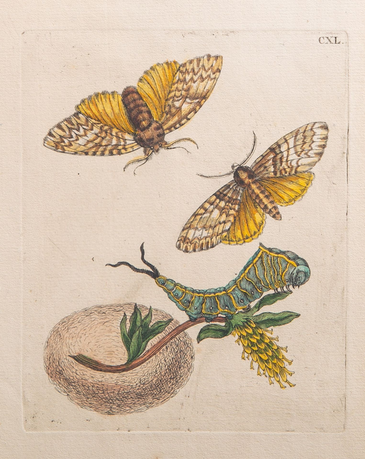 Merian, Maria Sibylla (1647 - 1717), Pflanzen- und Insektendarstellung, Blatt CXL