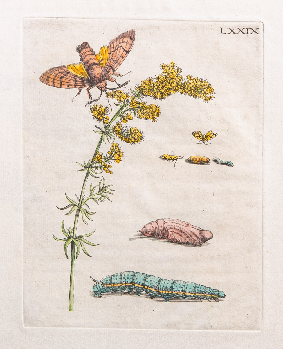 Merian, Maria Sibylla (1647 - 1717), Pflanzen- und Insektendarstellung...