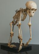 Anschauungsmodell / Skelett eines Affen (1. Hälfte 20. Jh.)