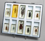 Naturwissenschaftliche Anschauungsmodelle von Insekten