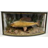 A COMPOSITE TAXIDERMY STYLE FISH, in bow front case 65cm x 32cm