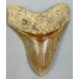 A MEGALODON TOOTH FROM BANDUNG WEST JAVA INDONESIA, Miocene 5-10million years old 11cm in length