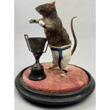 A TAXIDERMY BOXING RAT IN THE VICTORIAN MANNER, mounted under a Victorian glass dome 33cm x 24cm